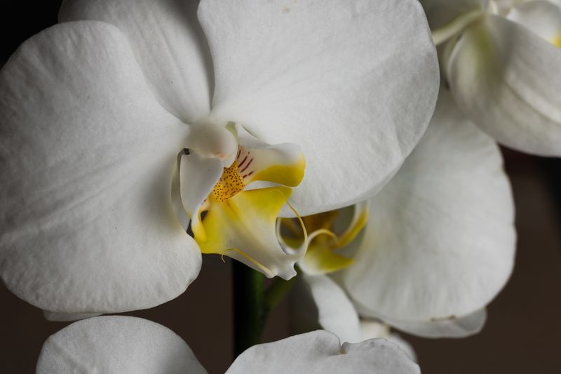 Orchidée Phalaenopsis plante intérieur interflora livraison