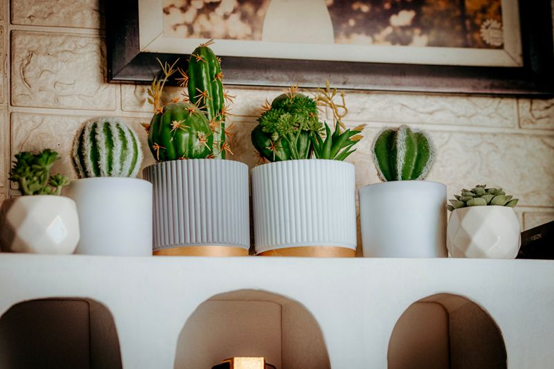 Succulent et cactus composition plante interflora cadeau