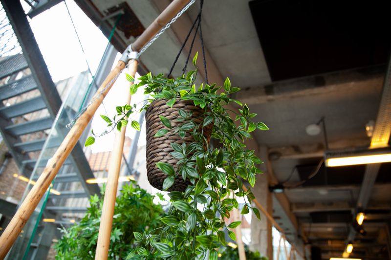 Panier végétal plantes vertes interflora France livraison